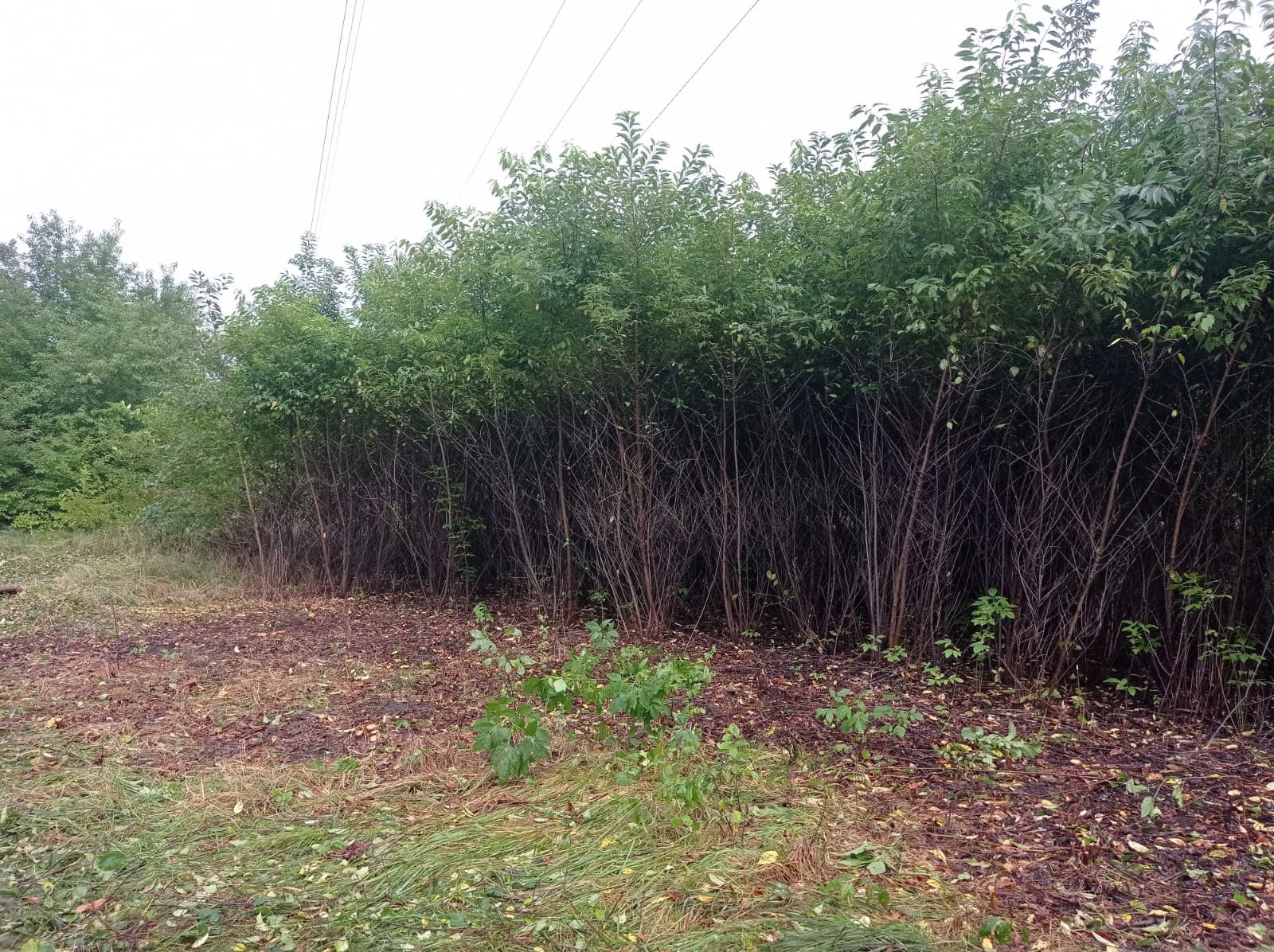 Karczowanie i czyszczenie działek