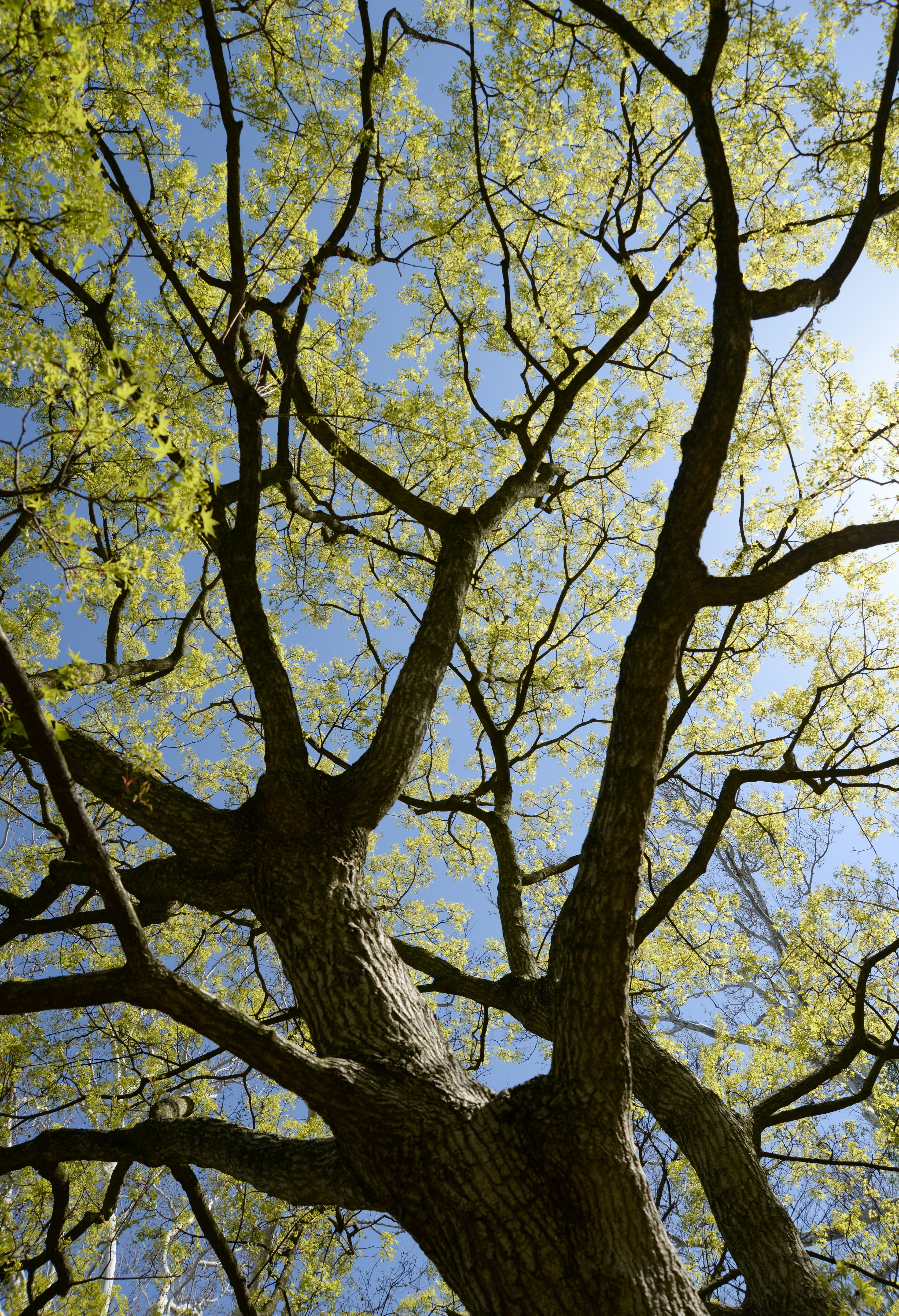 Wycinka drzewa metodą alpinistyczną